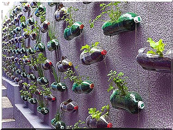 Vertical garden