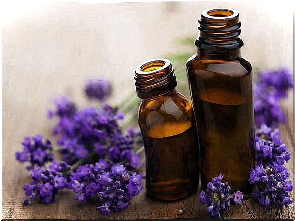 Lavender to fight bunions