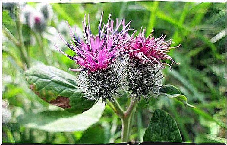 Medicinal properties of burdock.