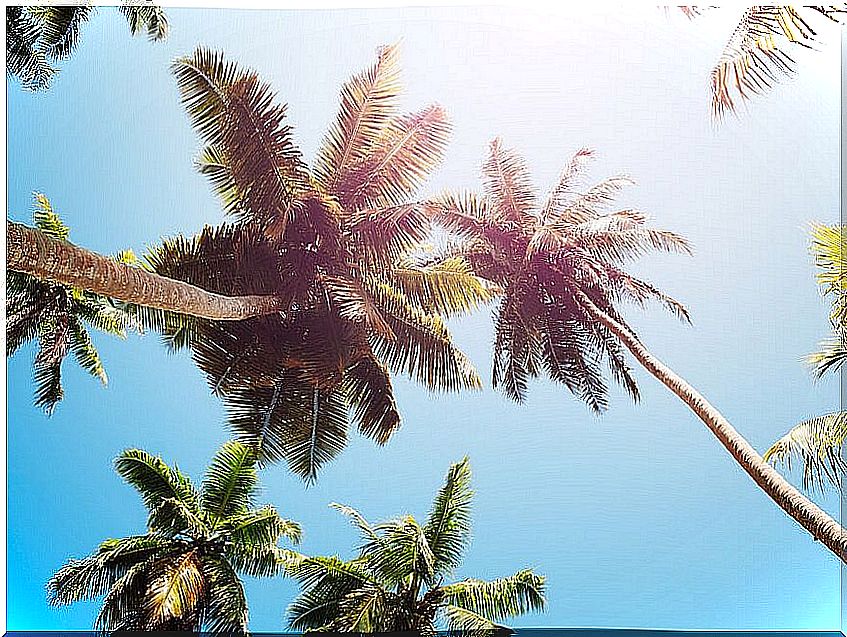 Coconut trees