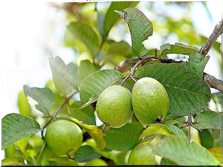 guava on a tree