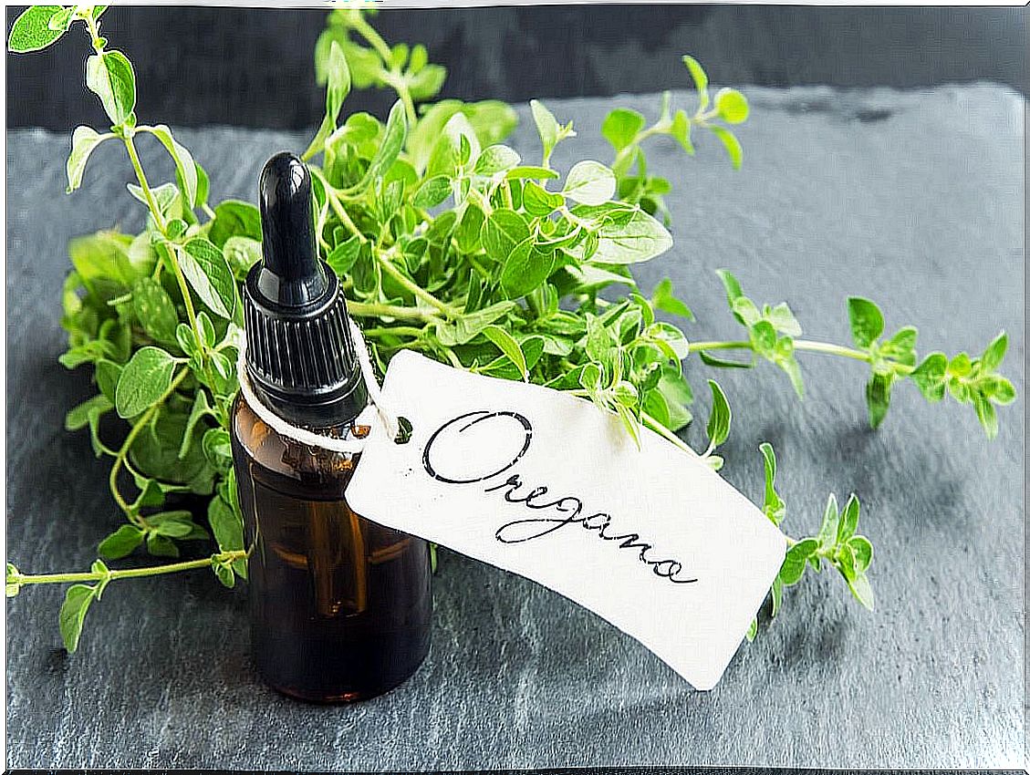 How to prepare homemade oregano oil and what are its benefits