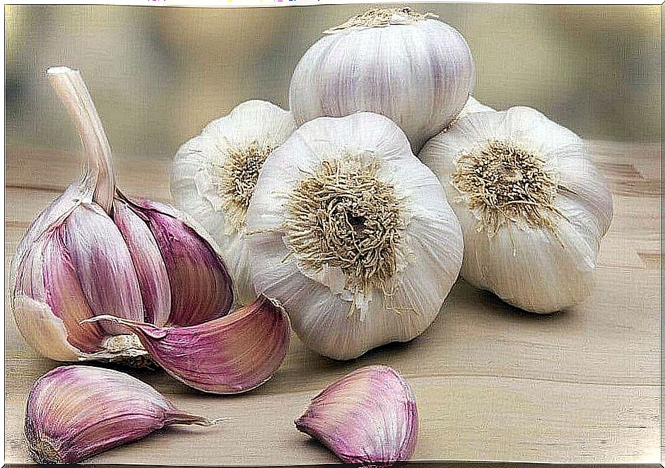 Garlic