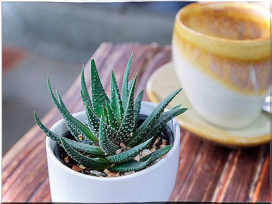 Benefits of aloe vera and other plants at home