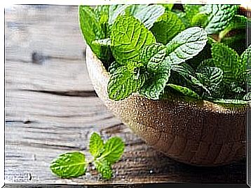 Mint, one of the most beneficial to have plants at home