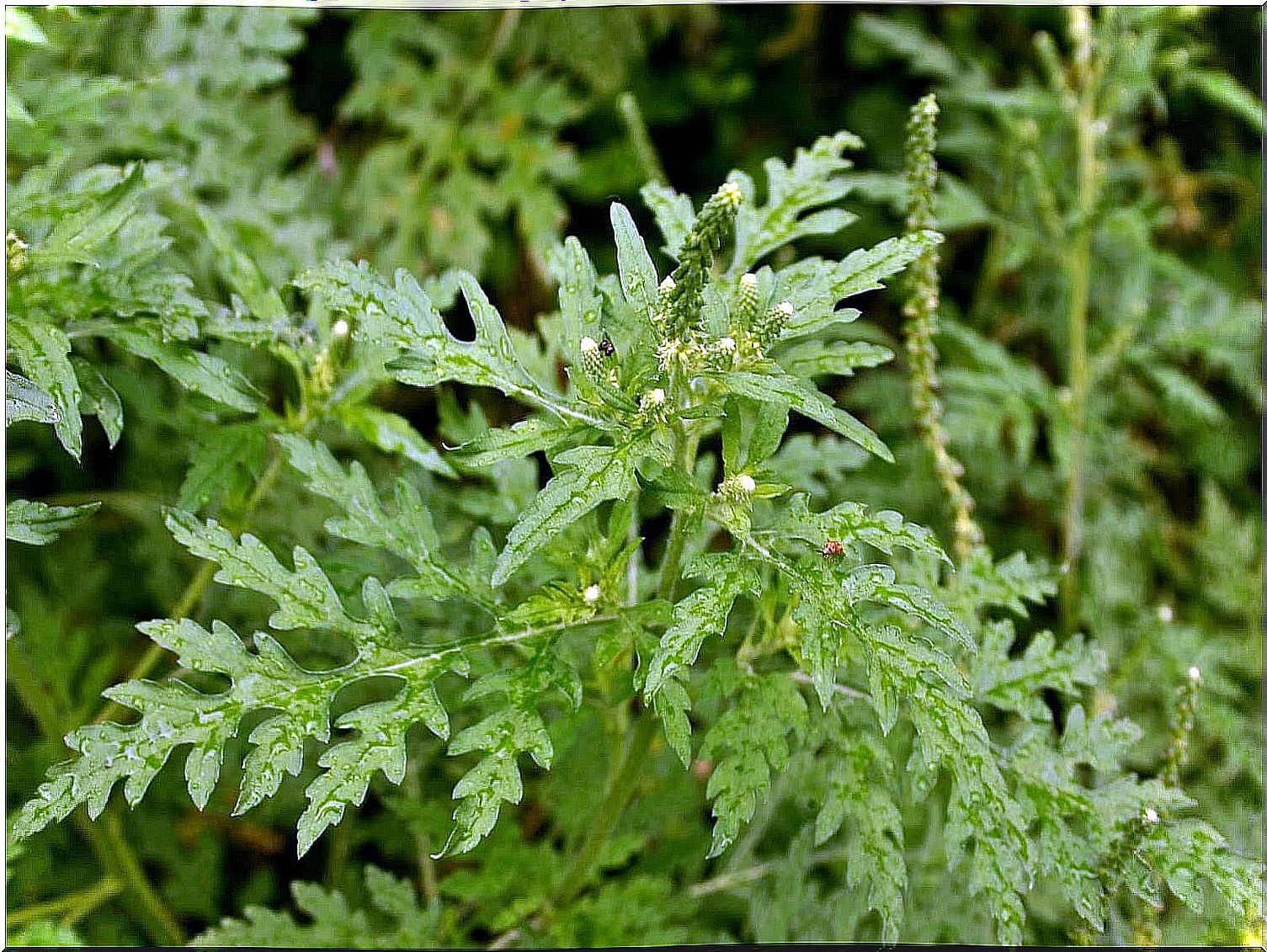 Mugwort to combat intestinal worms