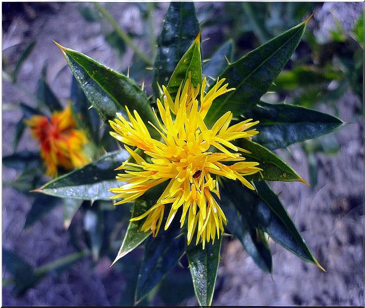 Safflower oil: uses, properties and benefits