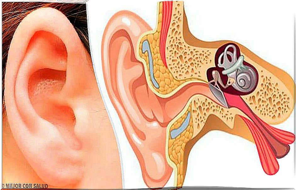 Ear anatomy