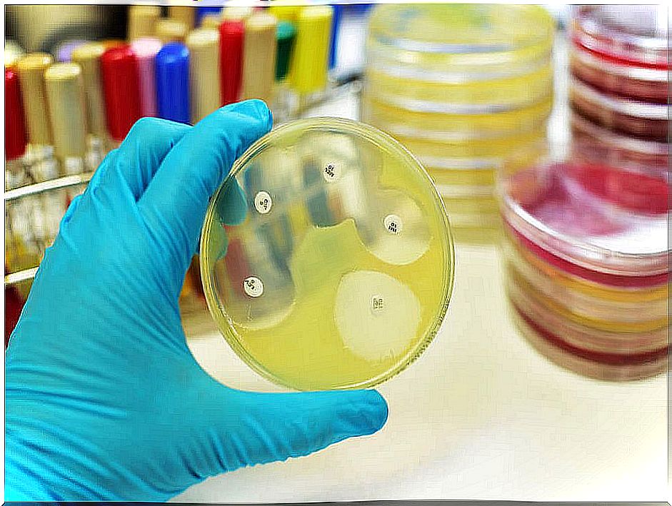 Petri dish antibiogram