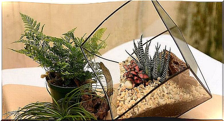 Making a glass terrarium is simple and inexpensive.