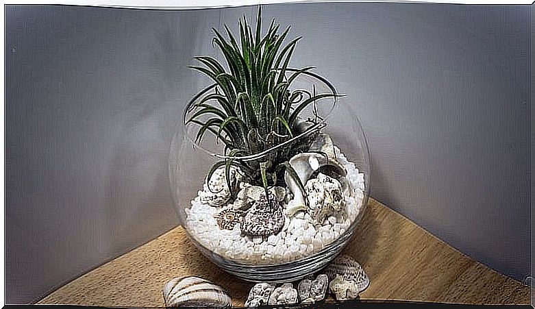 Terrariums are excellent forms of decoration.