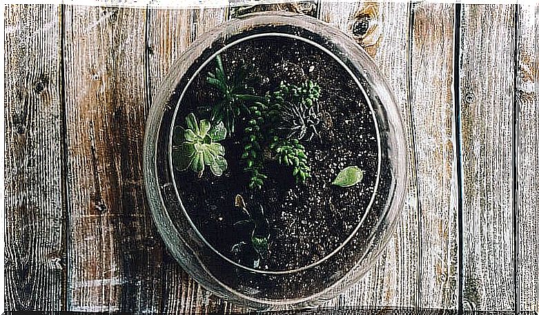 Terrariums can contain various elements.