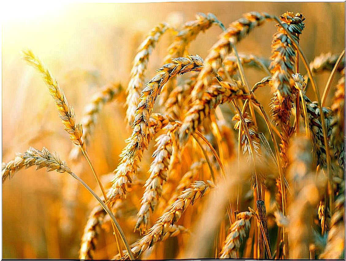 Wheat fields.